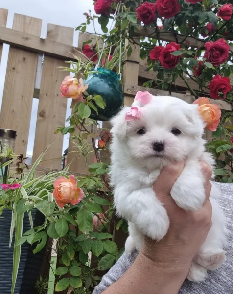 bellissimi cuccioli di Maltese per adozione | Foto 5