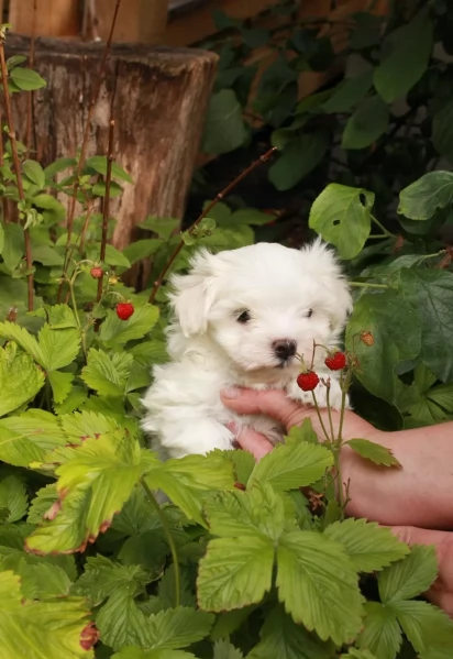 bellissimi cuccioli di Maltese per adozione | Foto 2