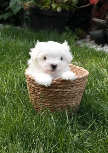 bellissimi cuccioli di Maltese per adozione | Foto 0