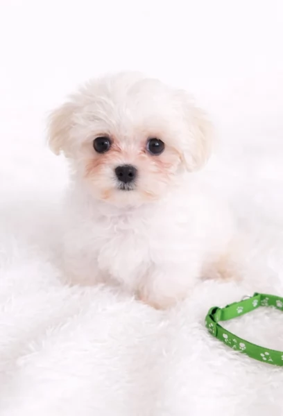 bellissimi cuccioli di Maltese per adozione | Foto 5