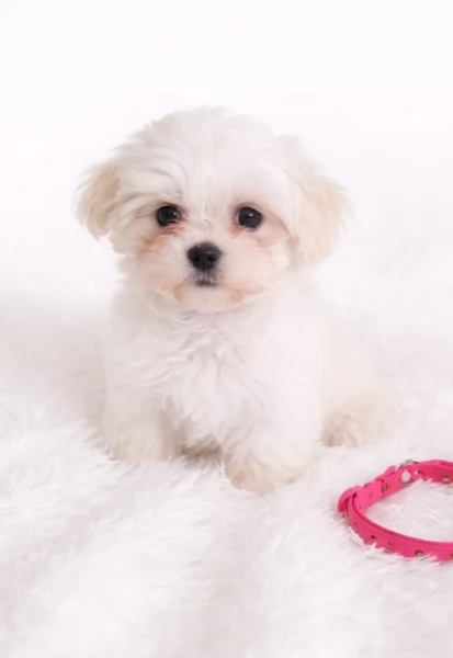 bellissimi cuccioli di Maltese per adozione | Foto 4
