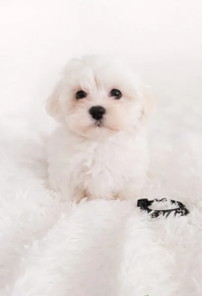 bellissimi cuccioli di Maltese per adozione