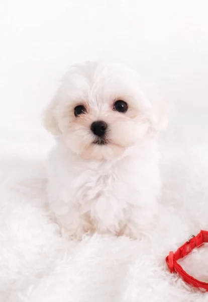 bellissimi cuccioli di Maltese per adozione | Foto 3