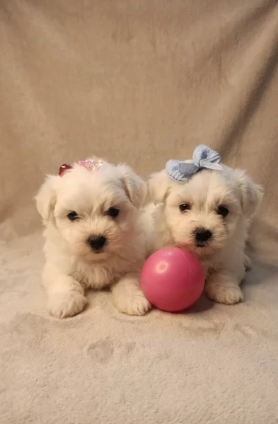 bellissimi cuccioli di Maltese per adozione | Foto 2