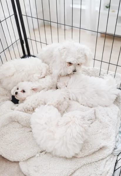 bellissimi cuccioli di Maltese per adozione | Foto 1