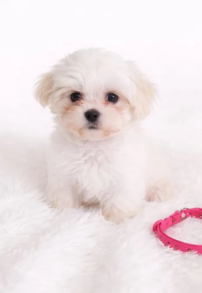 bellissimi cuccioli di Maltese per adozione | Foto 0