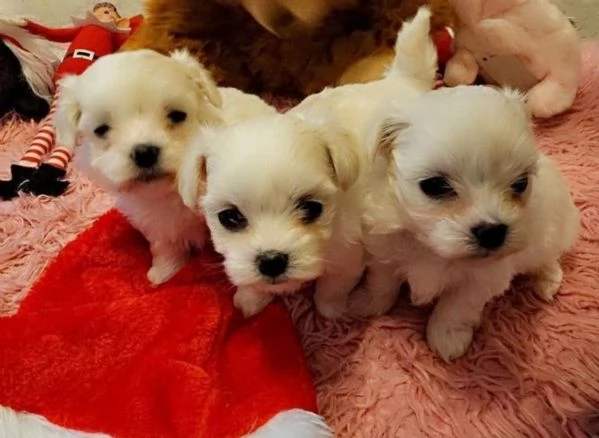 bellissimi cuccioli di Maltese per adozione | Foto 4