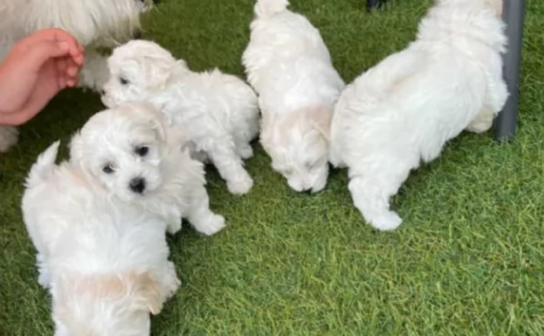 bellissimi cuccioli di Maltese per adozione