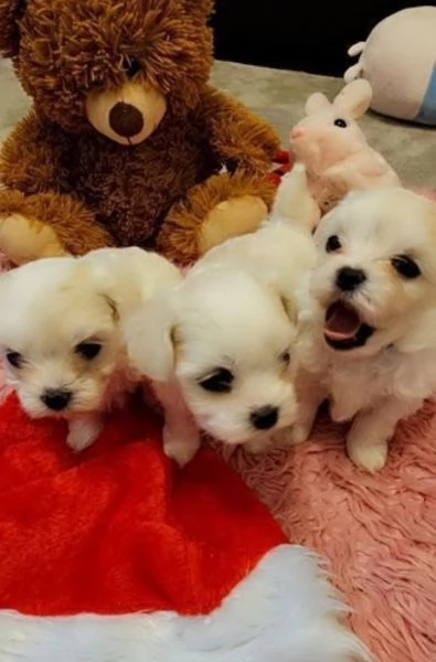 bellissimi cuccioli di Maltese per adozione | Foto 2