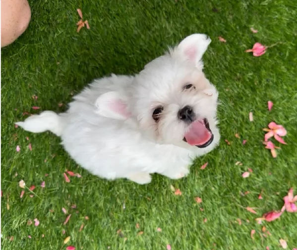 bellissimi cuccioli di Maltese per adozione | Foto 2