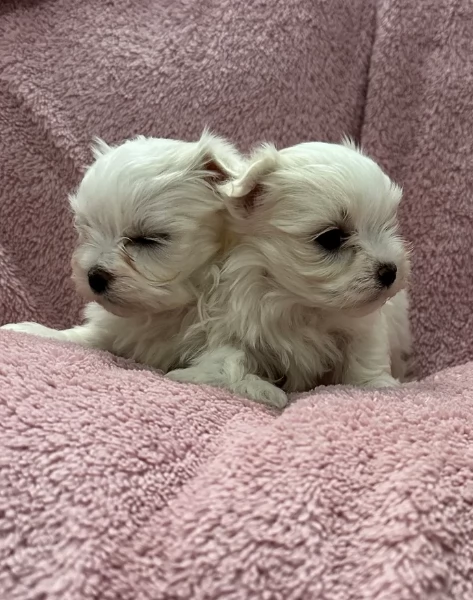 bellissimi cuccioli di Maltese per adozione