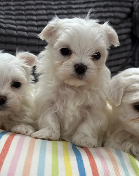 bellissimi cuccioli di Maltese per adozione | Foto 1