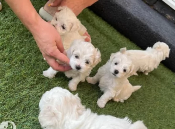 bellissimi cuccioli di Maltese per adozione