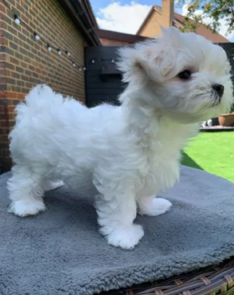 bellissimi cuccioli di Maltese per adozione | Foto 1