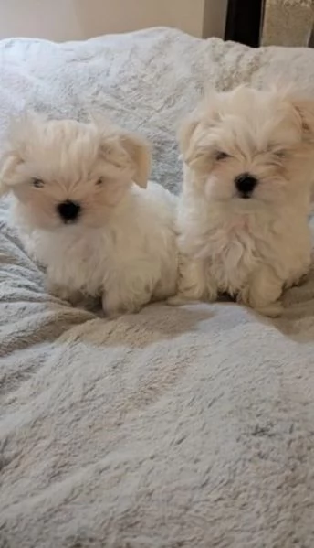 bellissimi cuccioli di Maltese per adozione | Foto 1