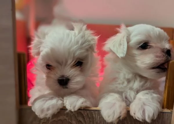 bellissimi cuccioli di Maltese per adozione