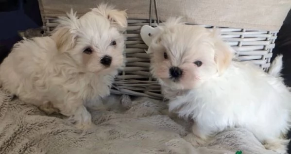 bellissimi cuccioli di Maltese per adozione | Foto 0
