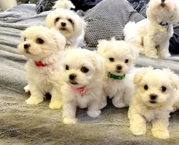 bellissimi cuccioli di Maltese per adozione