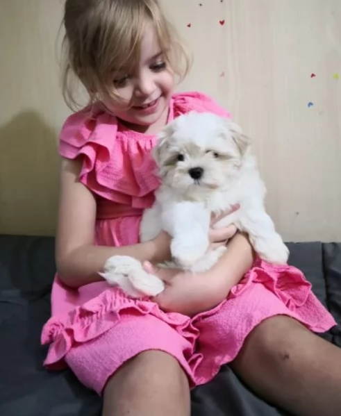 bellissimi cuccioli di Maltese per adozione | Foto 6