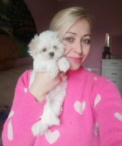 bellissimi cuccioli di Maltese per adozione | Foto 5