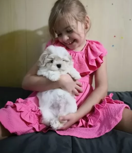 bellissimi cuccioli di Maltese per adozione