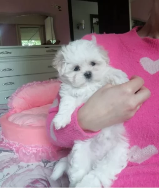 bellissimi cuccioli di Maltese per adozione | Foto 2