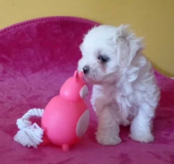 bellissimi cuccioli di Maltese per adozione | Foto 0