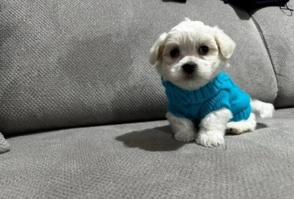 bellissimi cuccioli di Maltese per adozione | Foto 4