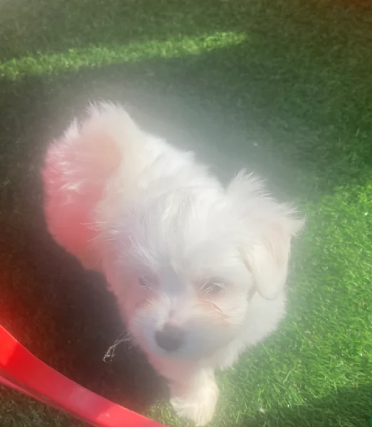 bellissimi cuccioli di Maltese per adozione | Foto 5