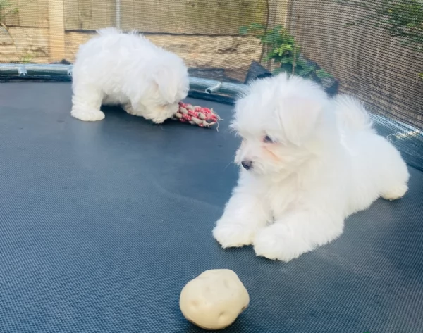 bellissimi cuccioli di Maltese per adozione | Foto 4