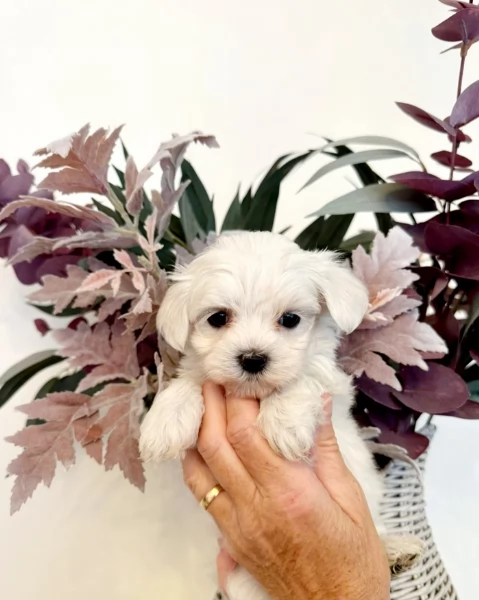 bellissimi cuccioli di Maltese per adozione