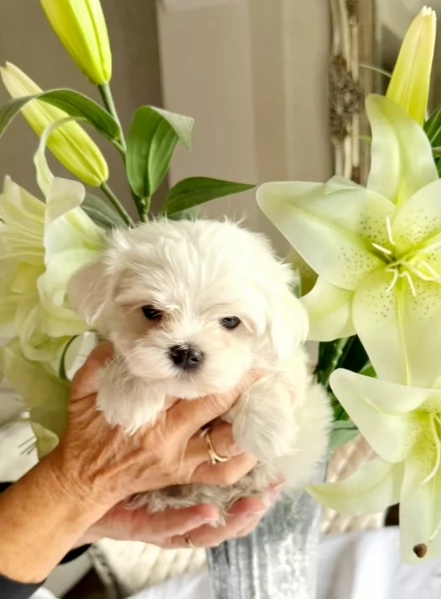 bellissimi cuccioli di Maltese per adozione | Foto 2