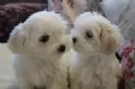 disponibili cuccioli di maltese toy per la dozione  | Foto 0