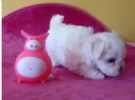 disponibili cuccioli di maltese toy per la dozione  | Foto 5