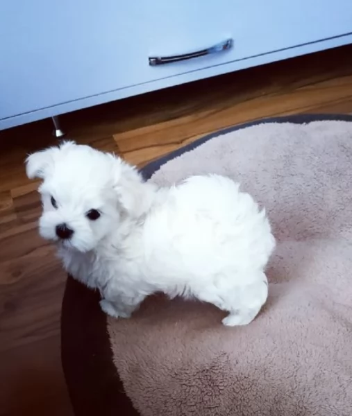 disponibili cuccioli di maltese toy per la dozione  | Foto 3