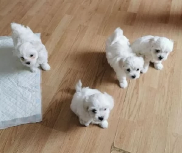 disponibili cuccioli di maltese toy per la dozione  | Foto 2