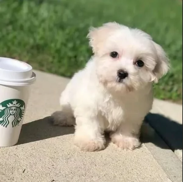 disponibili cuccioli di maltese toy per la dozione  | Foto 1