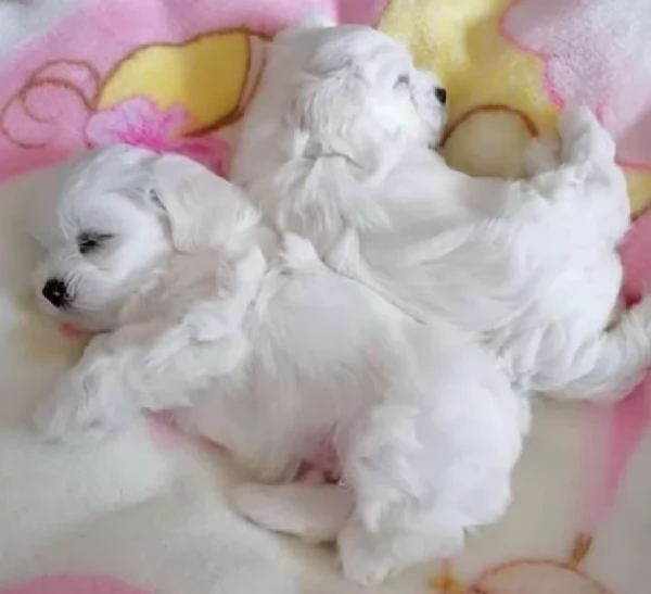 disponibili cuccioli di maltese toy per la dozione  | Foto 0