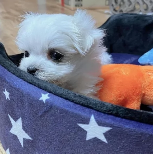 disponibili cuccioli di maltese toy per la dozione 