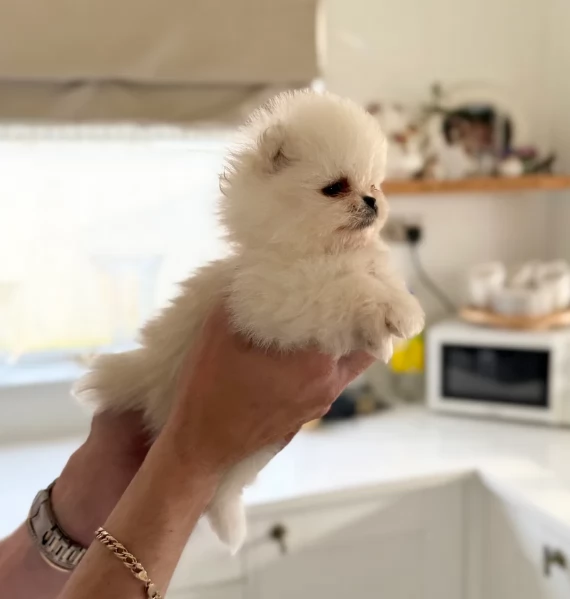 piccolissima cuccioli di pomerania per ladozione | Foto 3