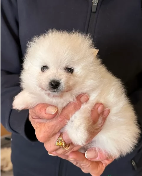 piccolissima cuccioli di pomerania per ladozione | Foto 6
