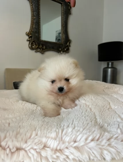 piccolissima cuccioli di pomerania per ladozione | Foto 3