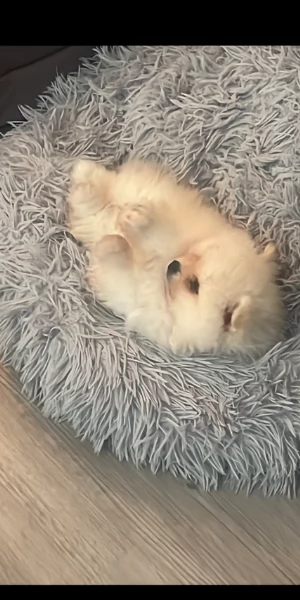 piccolissima cuccioli di pomerania per ladozione | Foto 1