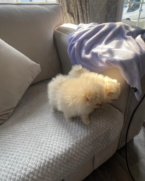 piccolissima cuccioli di pomerania per ladozione