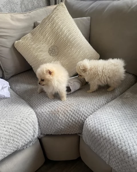 piccolissima cuccioli di pomerania per ladozione | Foto 0