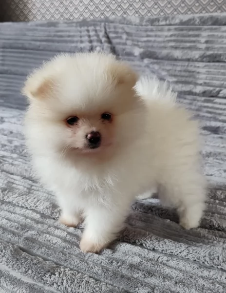 piccolissima cuccioli di pomerania per ladozione | Foto 6