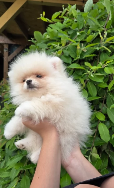 piccolissima cuccioli di pomerania per ladozione | Foto 4