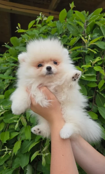 piccolissima cuccioli di pomerania per ladozione | Foto 3
