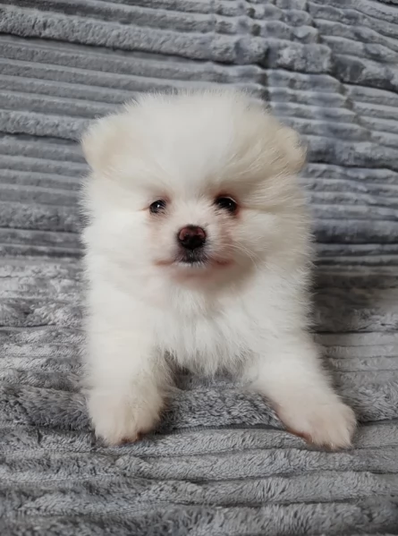 piccolissima cuccioli di pomerania per ladozione | Foto 0