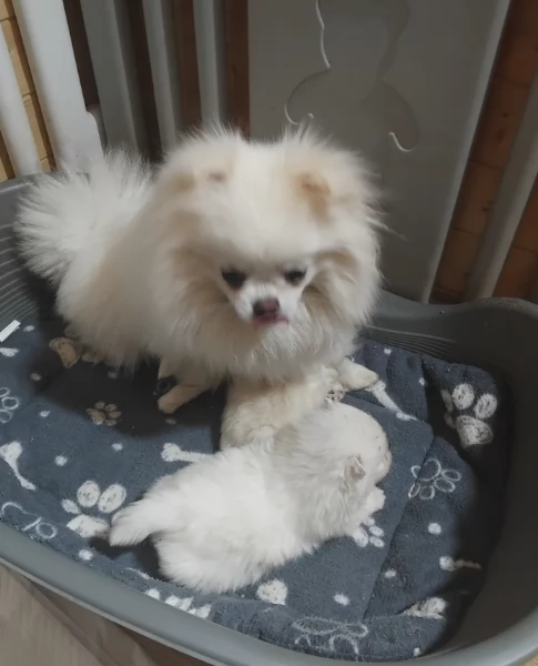 piccolissima cuccioli di pomerania per ladozione | Foto 4